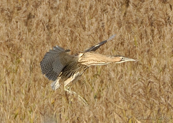 Bittern