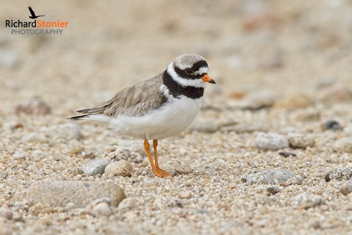 Ringed Plover