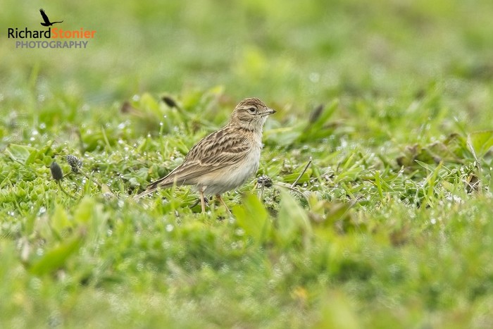 Short-toed Lark
