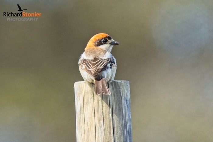 Woodchat Shrike