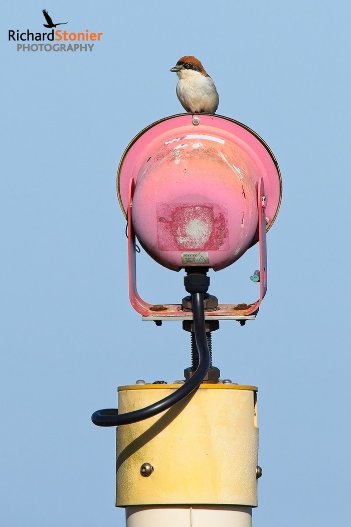 Woodchat Shrike