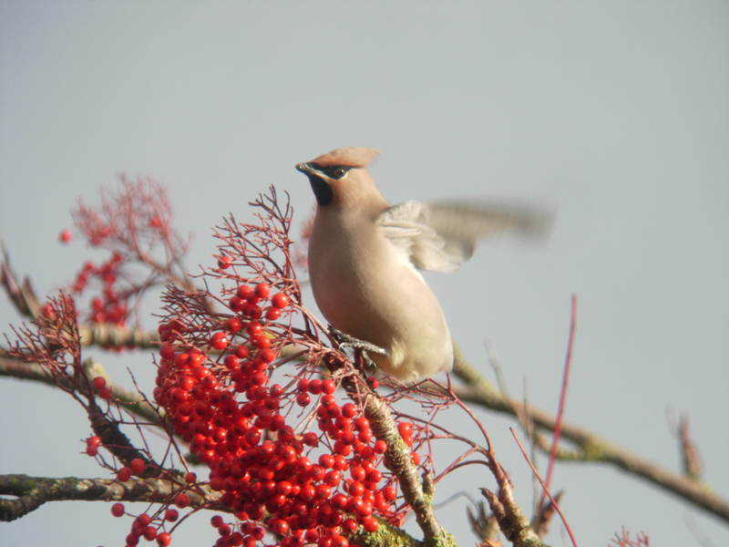 Waxwing