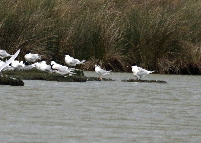 Forster's Tern