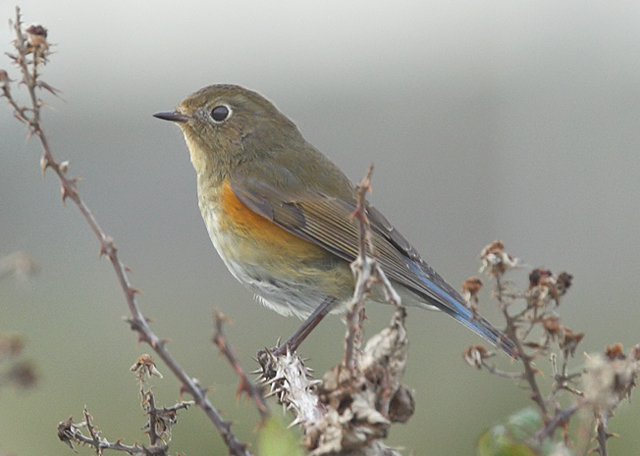Red-flanked Bluetail