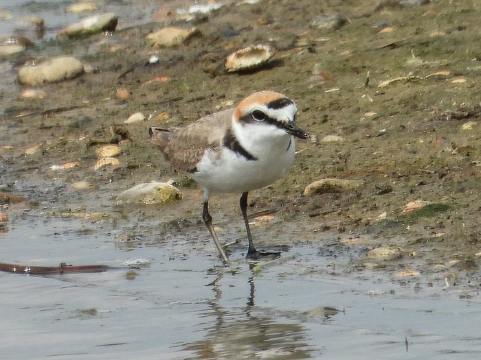 Kentish Plover