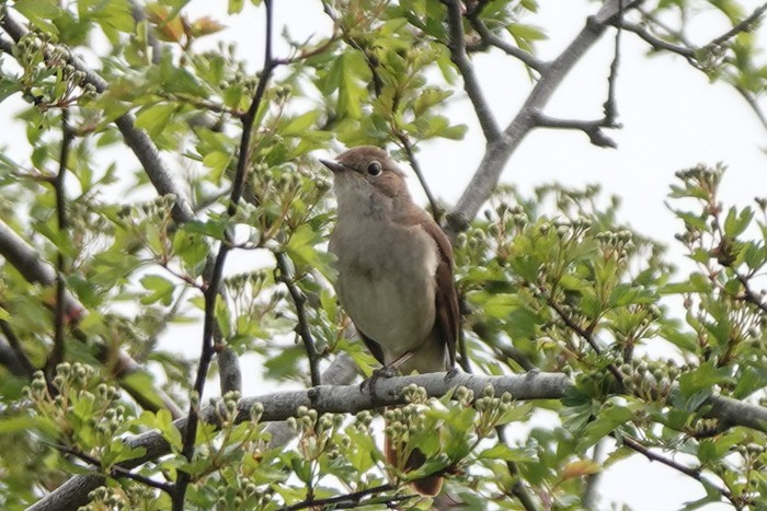 Nightingale