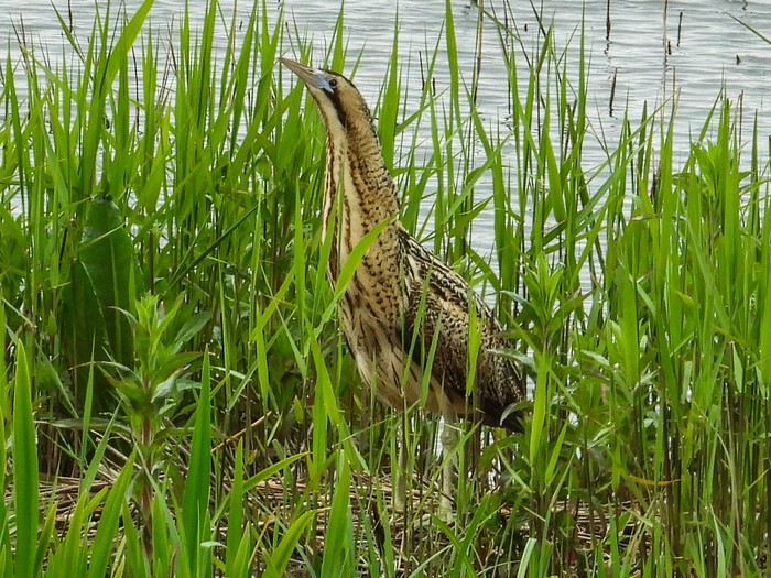 Bittern