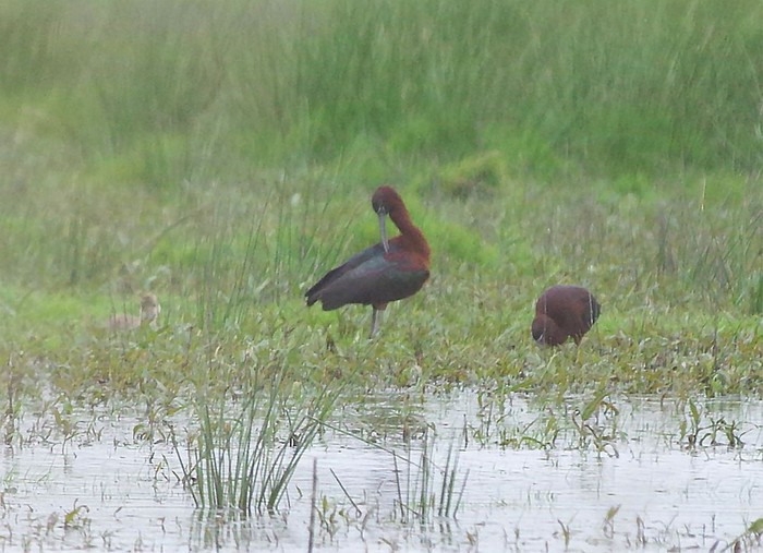 Glossy Ibis