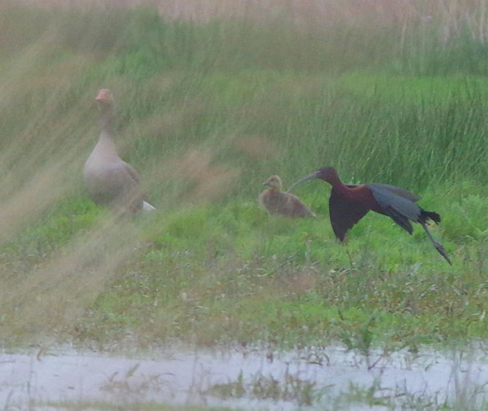 Glossy Ibis