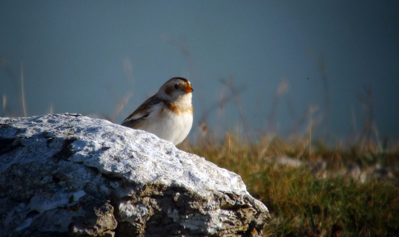 Snow Bunting