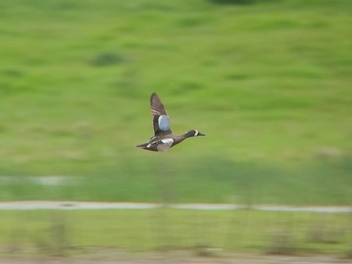 Blue-winged Teal