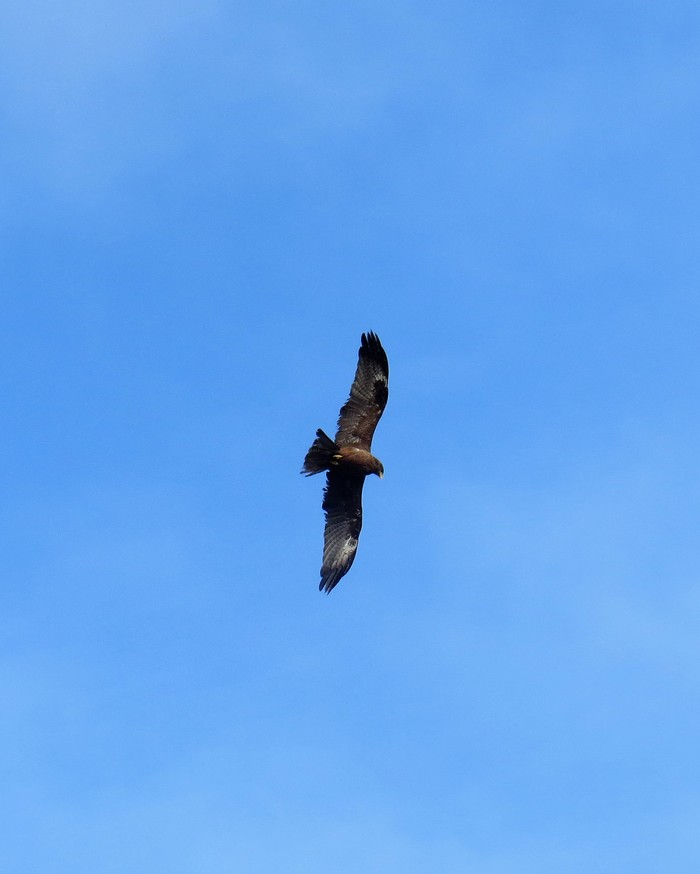 Yellow-billed Kite