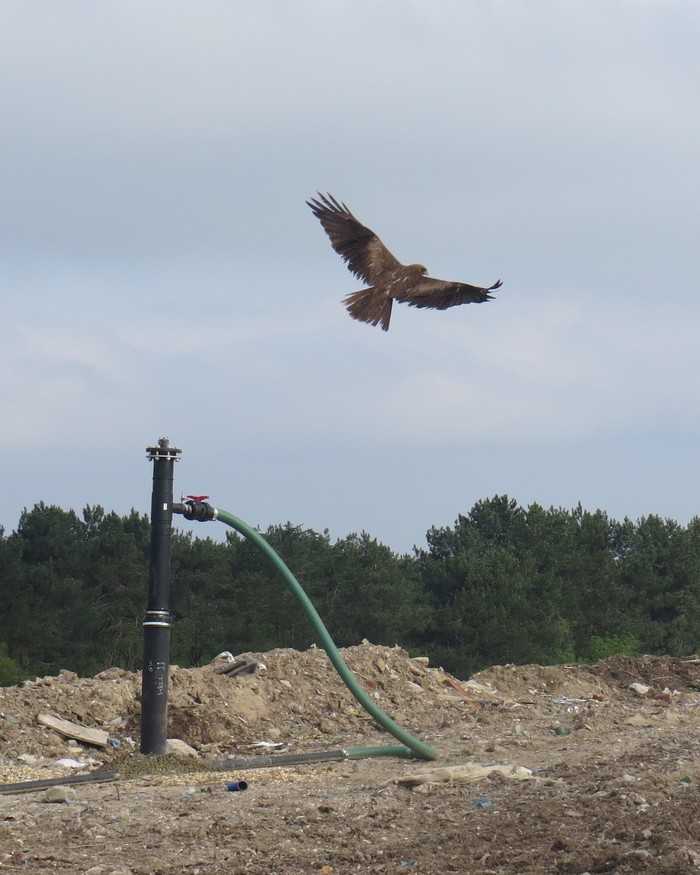 Yellow-billed Kite