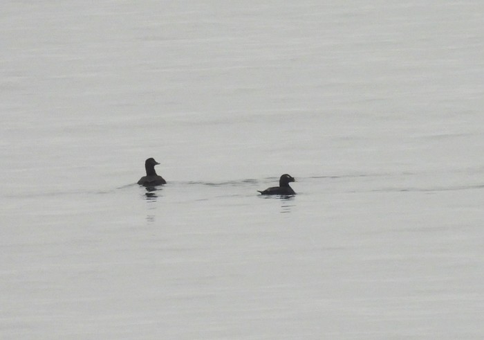 Stejneger's Scoter