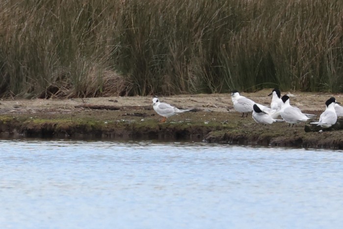 Forster's Tern