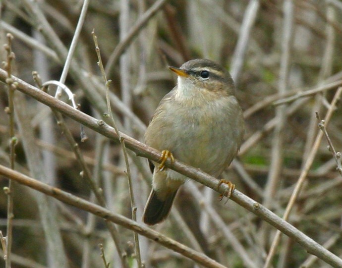 Dusky Warbler