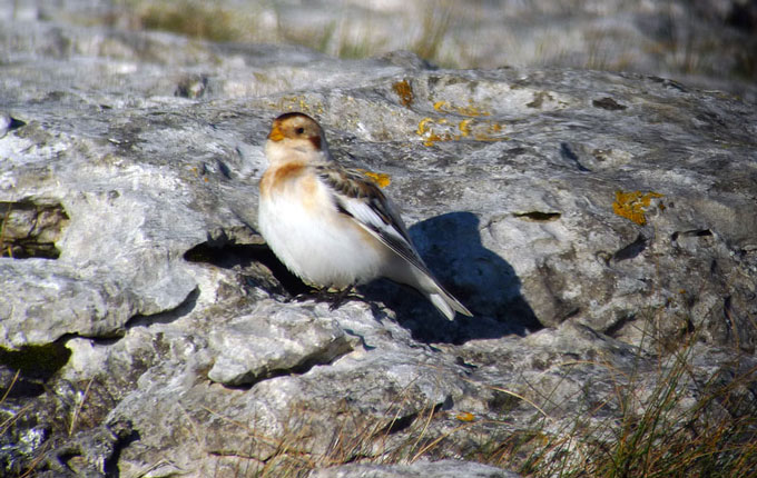 Snow Bunting