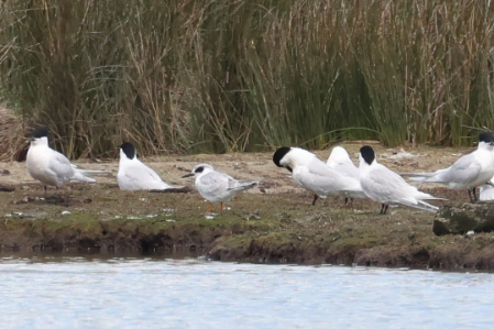 Forster's Tern