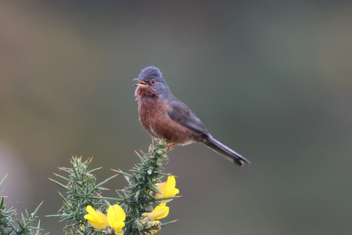 Dartford Warbler