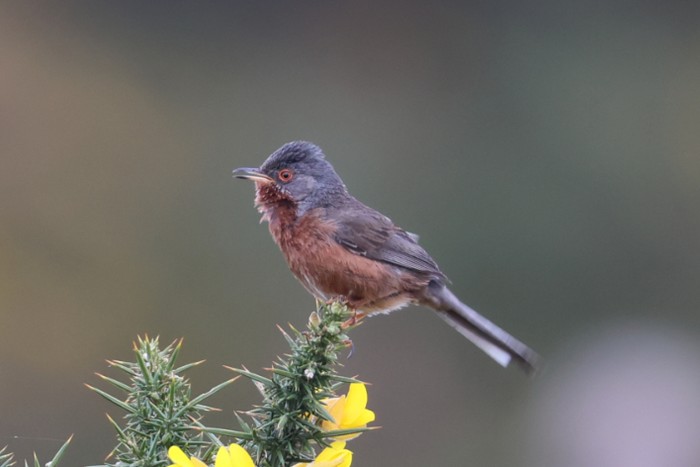 Dartford Warbler
