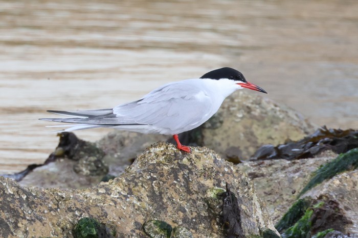 Common Tern