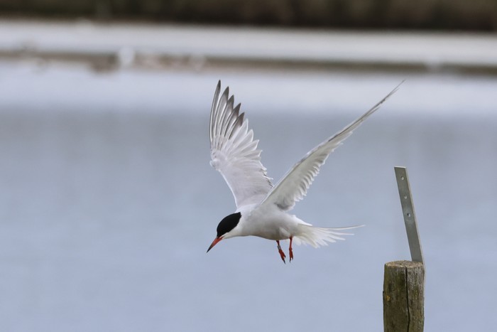 Common Tern