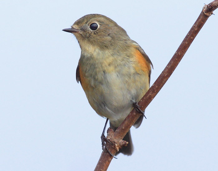 Red-flanked Bluetail