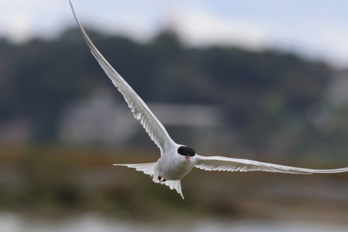 Common Tern