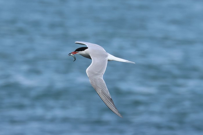 Common Tern