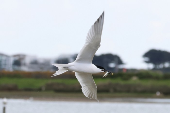 Sandwich Tern