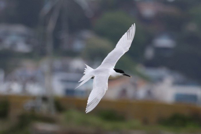 Sandwich Tern