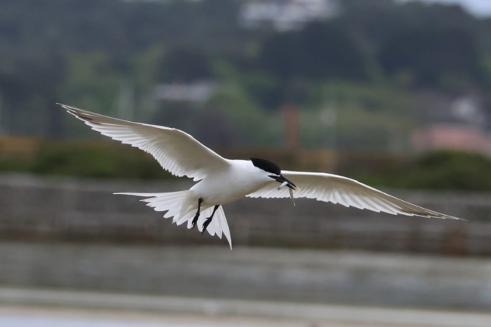 Sandwich Tern