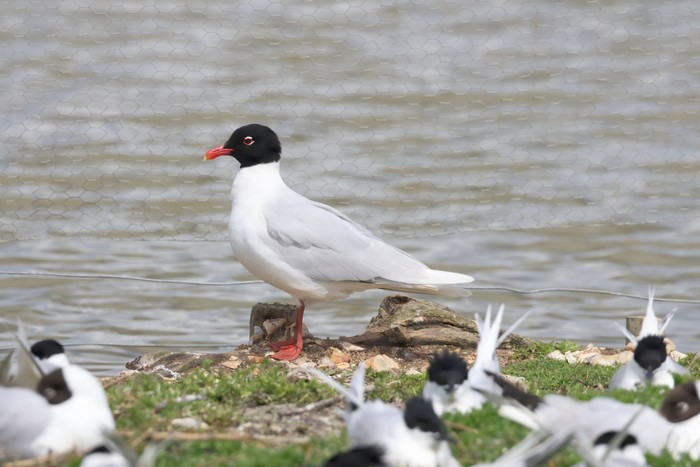 Mediterranean Gull
