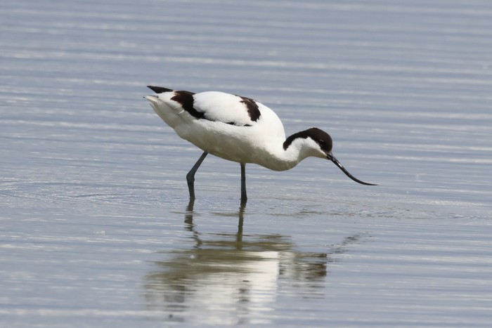Avocet