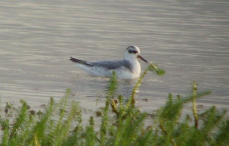 Grey Phalarope