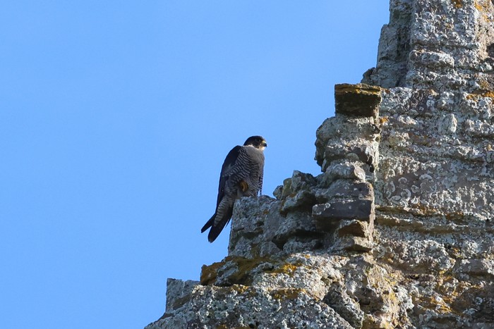 Peregrine