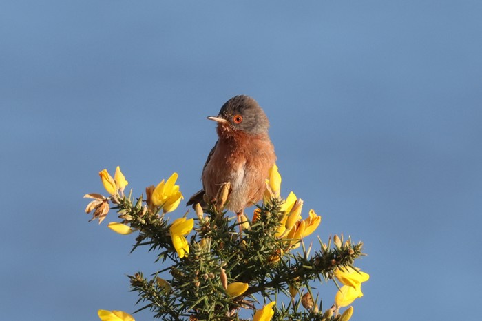 Dartford Warbler
