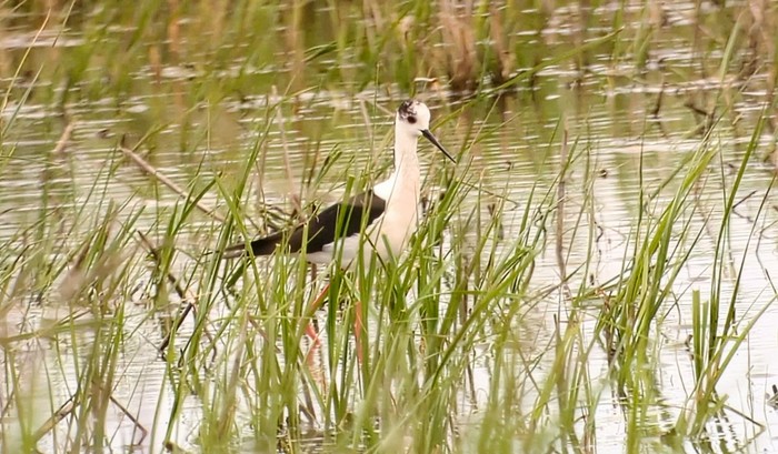 Black-winged Stilt