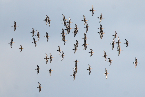 Black-tailed Godwit