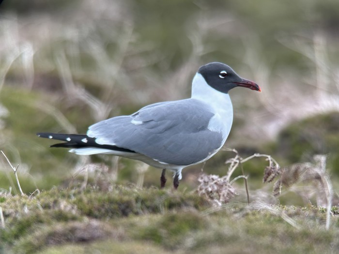 Laughing Gull
