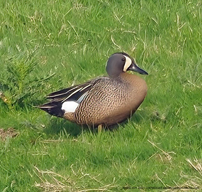 Blue-winged Teal