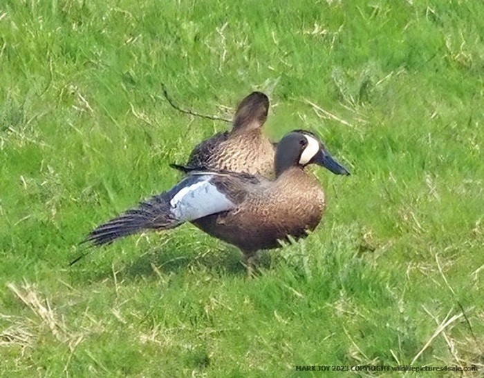 Blue-winged Teal