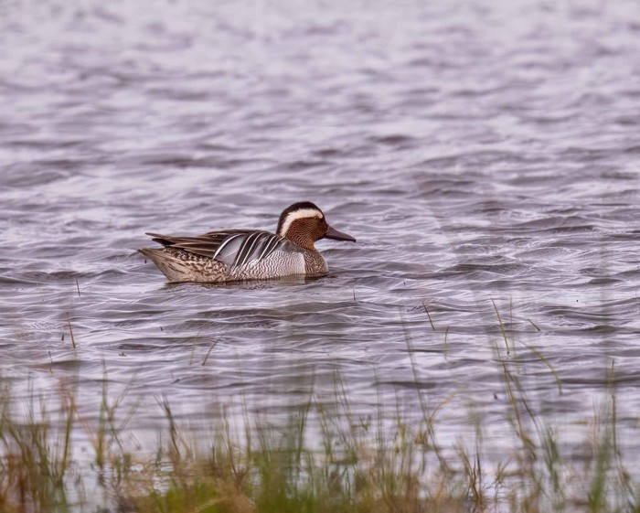 Garganey
