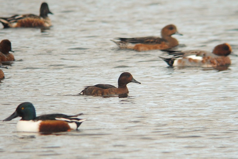 Ferruginous Duck