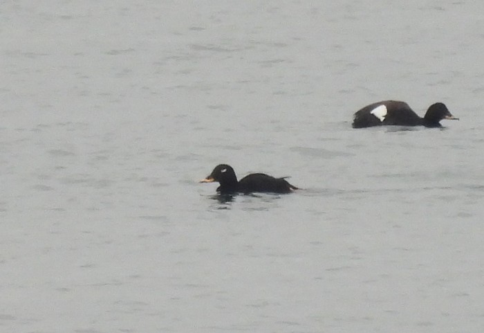 White-winged Scoter