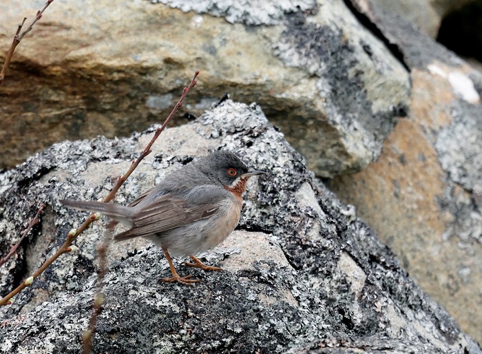 Eastern Subalpine Warbler