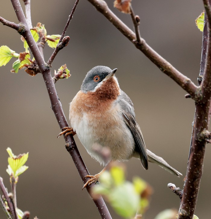 Eastern Subalpine Warbler