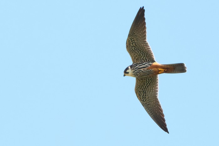 Hobby