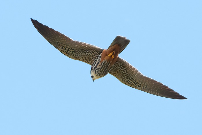 Hobby