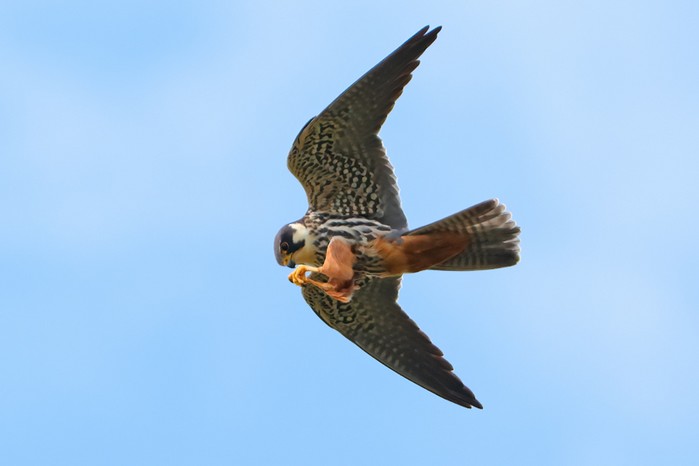Hobby